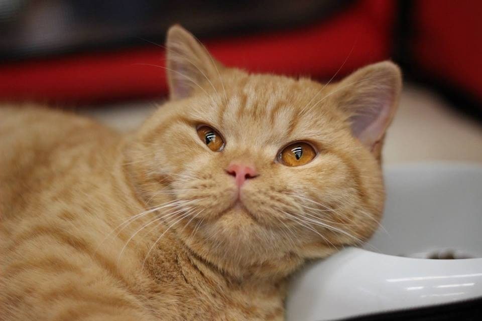 Котка от историята на Bourgeois Brits BG*