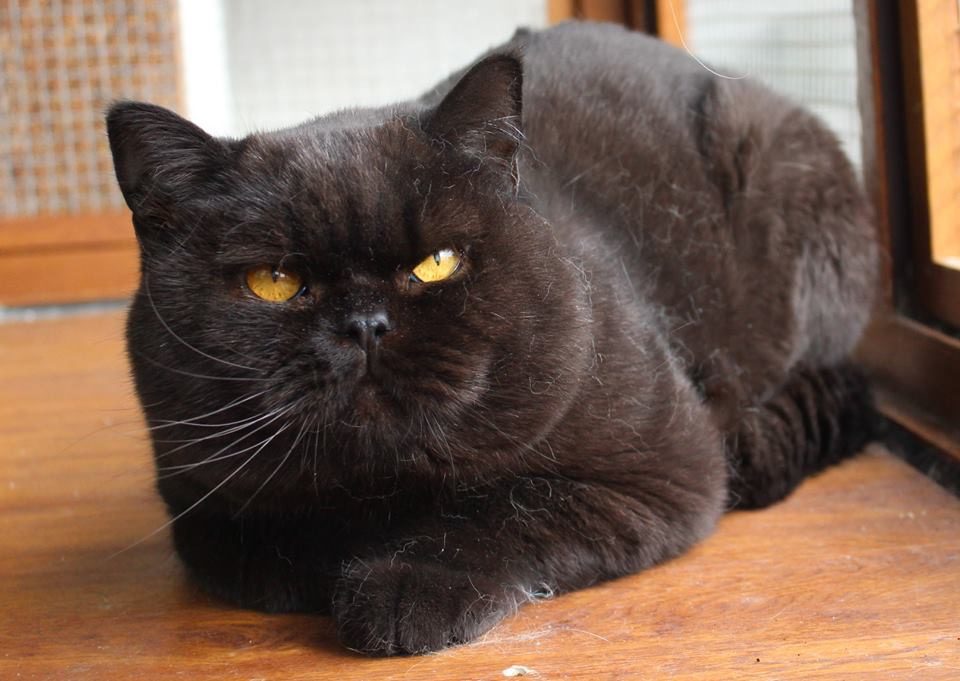 Котка от историята на Bourgeois Brits BG*