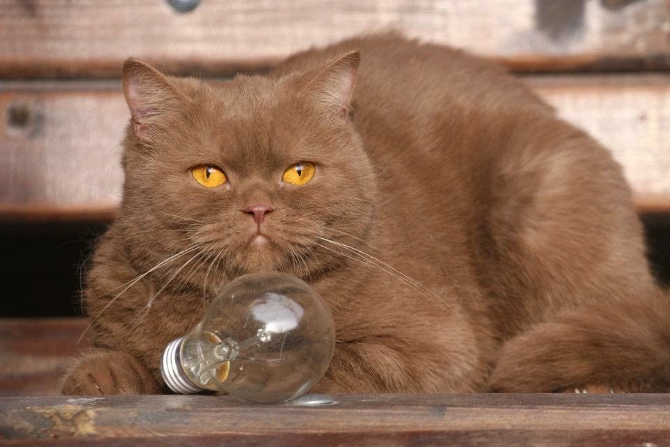 Котка от историята на Bourgeois Brits BG*
