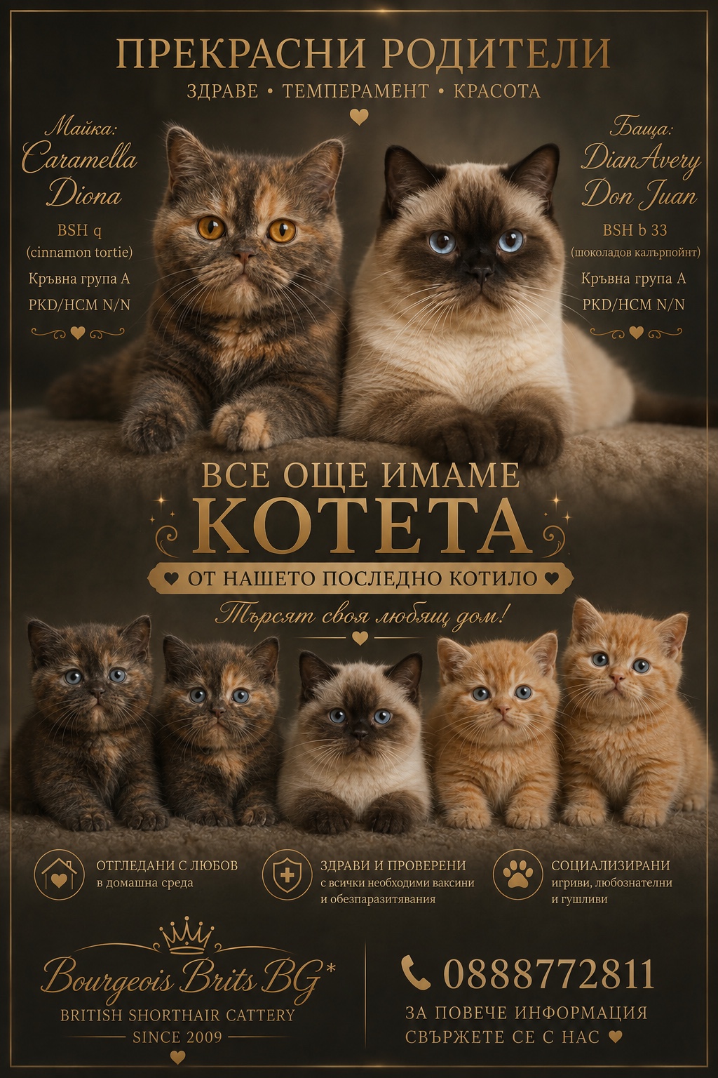 Котило M — Bourgeois Brits BG*