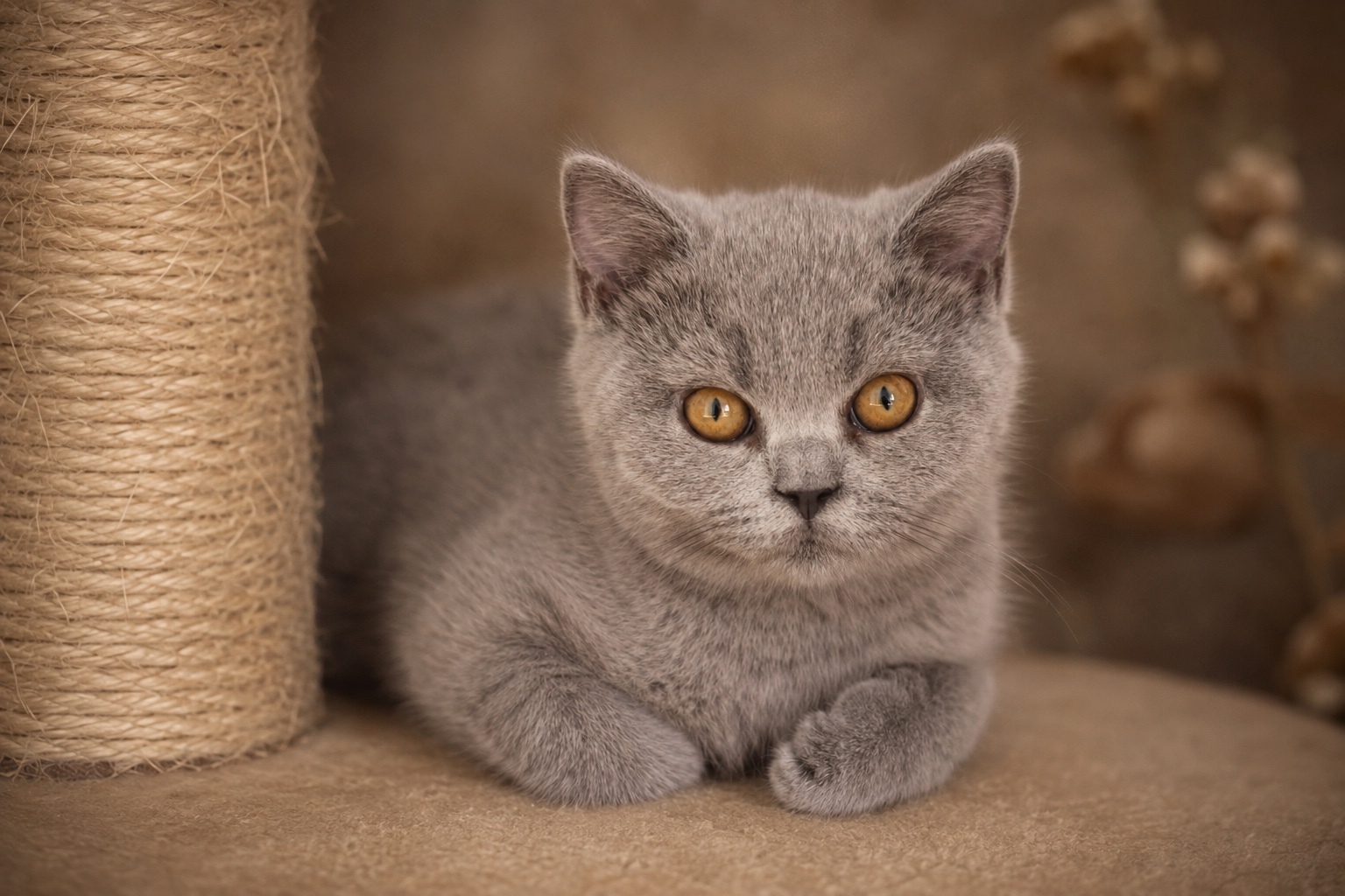 Котило K — снимка 1