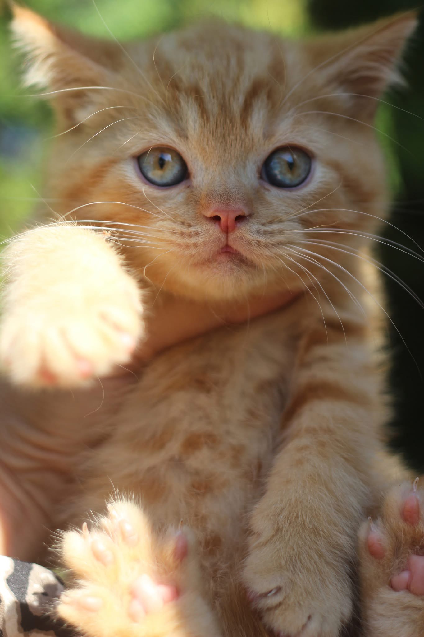 Котило M — снимка 4
